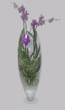P-11 ORQUIDEA VANDA   
